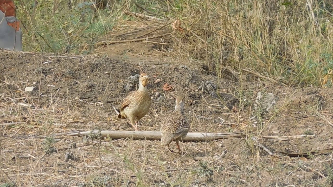 Grey Francolin call