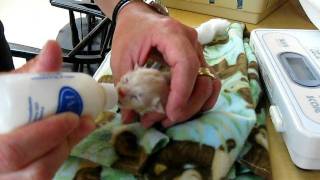 Feeding orphaned, 3-day-old kittens