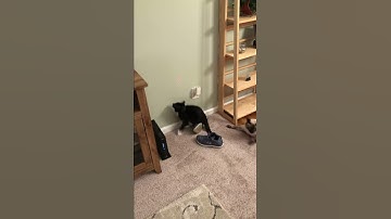 Cat Runs into Wall Chasing Laser || ViralHog