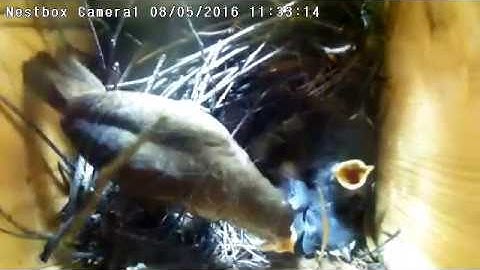 Irvine Nest Cam: Wren Growing Sequence
