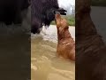 Buffalo Saves a Drowning Retriever in a Heart-Stopping Rescue #AnimalRescue #wildliferescue