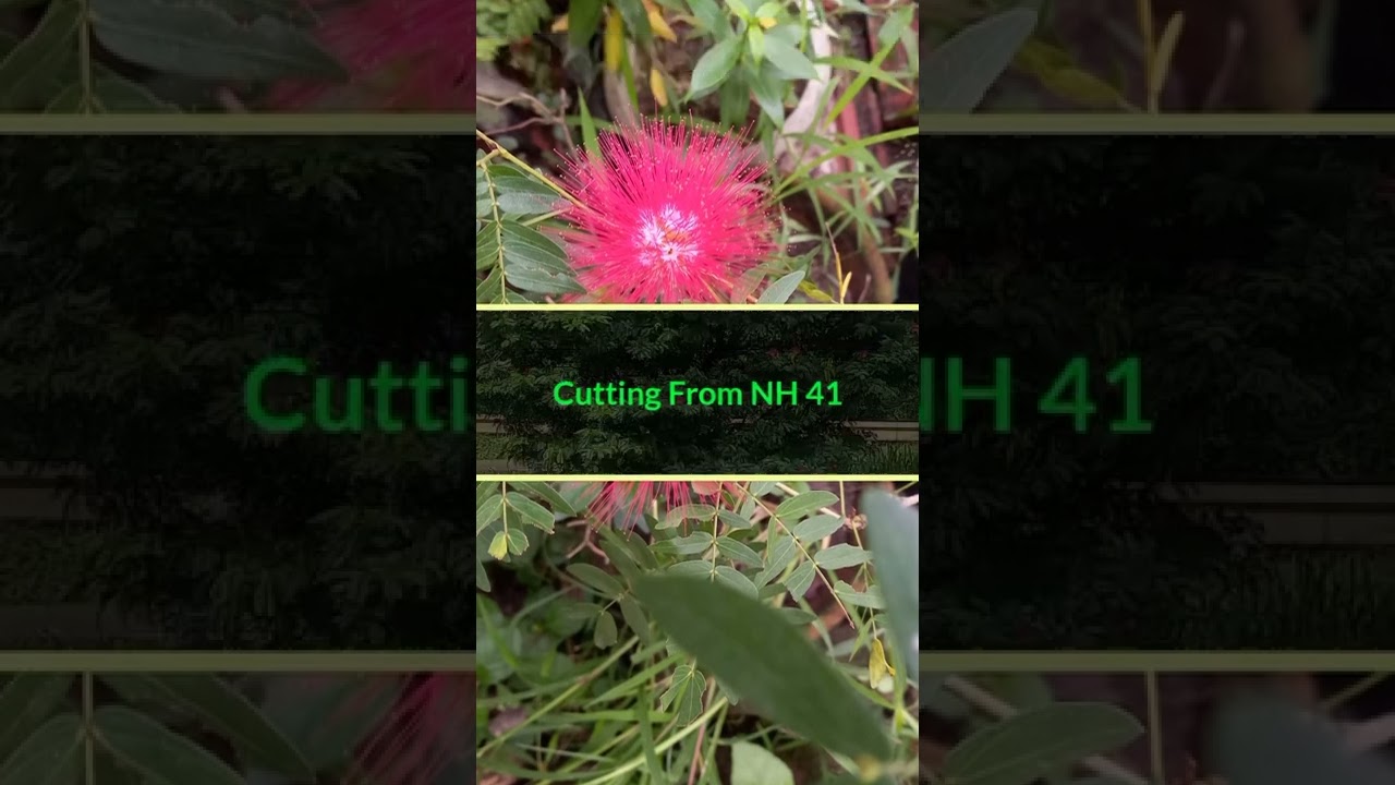 ## Albizia Flower Plant ##