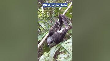 memikat burung jingjing batu