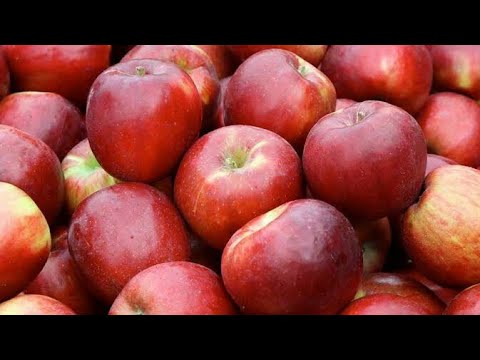 Elma Hangi Mevsimde Yetişir? - YouTube