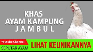 AYAM BETINA KHAS JAMBUL | Seputar Ayam