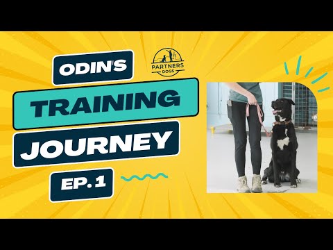 Odin (2025), a real dog at Partners Dogs