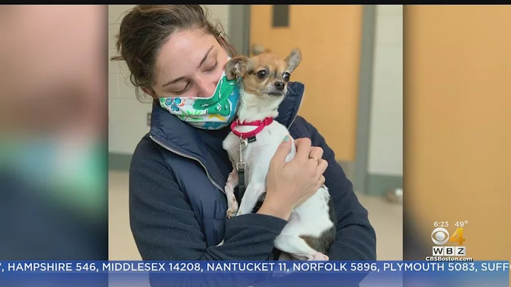 Chloe The Chihuahua Has Successful Surgery, Adopted After Owner Dies Of Coronavirus