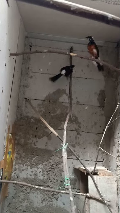 Murai batu kawin wikwik