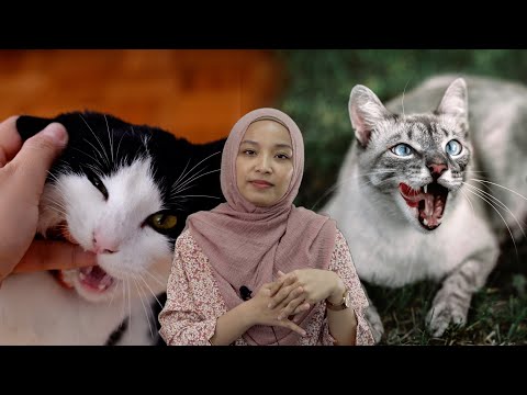 Video: Punca Perilaku Agresif dalam Kucing