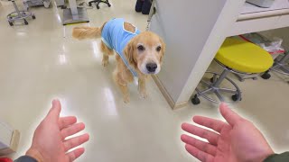 手術後の愛犬を迎えに行ったら泣いて喜んでくれました