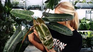 Some sexy NEW Philodendron Hybrids on the market in 2024 by Kaylee Ellen 43,013 views 4 months ago 19 minutes