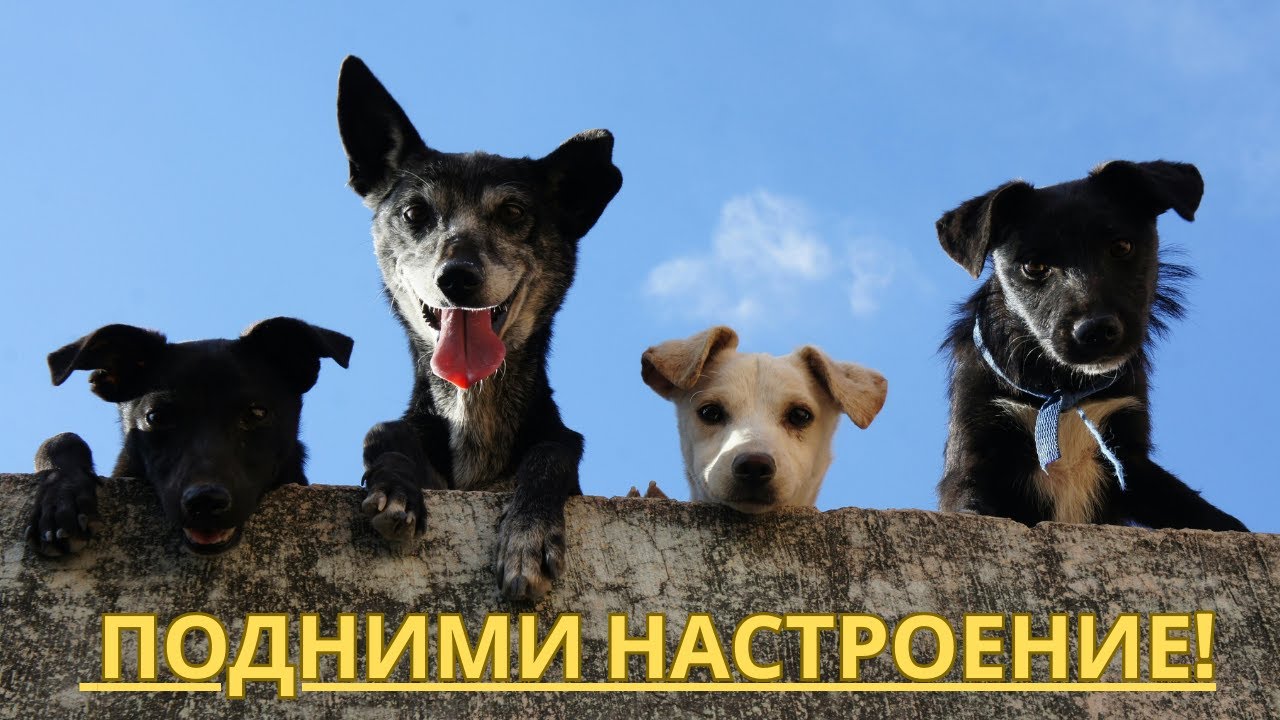 Собаки и музыка, которые поднимут настроение!