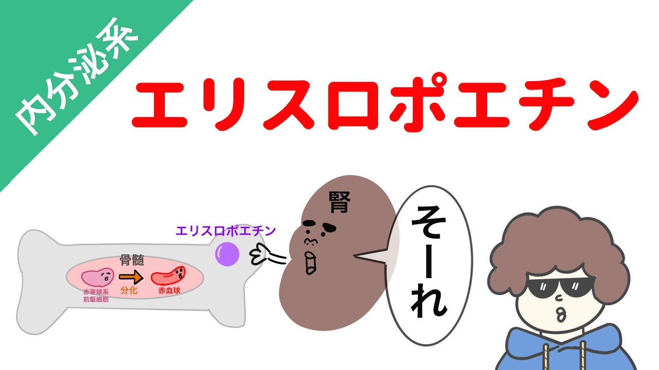 エリスロポエチンの作用（腎臓のホルモン）
