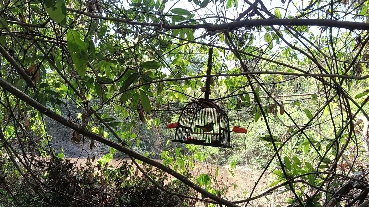 ต่อนกดอกแตงกันคับ นั่งสับถี่ๆ นกป่าจะอดใจได้ไง #ต่อนกดอกแตง