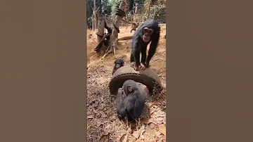 Inkende Zimbujije Kiryu Mwana 
