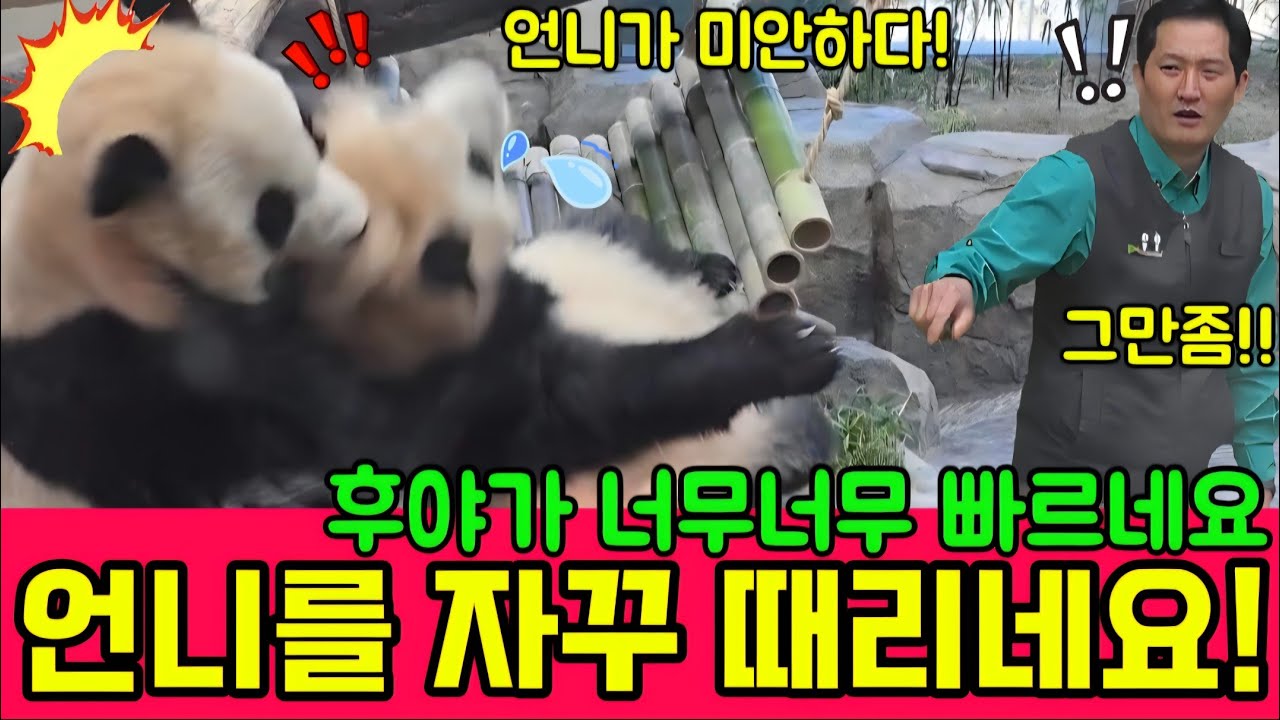 에버랜드 판다월드 2월 27일 맙소사 🤦 후이가 자꾸만 언니를 괴롭혀서 루이가 슬퍼했어요 