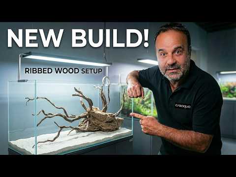 Nature Aquarium FULL Setup - No CO2, No Fertilizer, No Problem