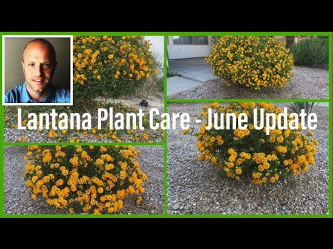 Video: Hvorfor vil lantana ikke blomstre?