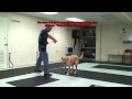 Yellow Lab For Adoption - Dog Training Support by K9-1.com Yellow Lab For Adoption - Dog Training Support by K9-1.com