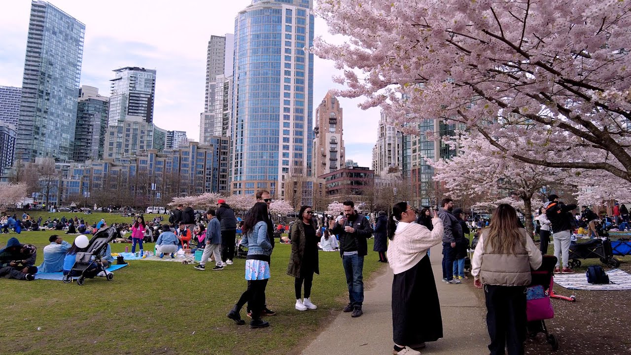 Vancouver Cherry Blossom Festival 2024 in Downtown Vancouver BC Canada