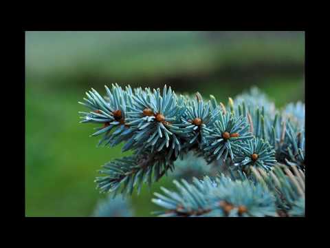 Video: Mənim mavi ladin niyə bənövşəyi olur?