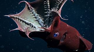 The Vampire Squid From HELL #wildlife #squid