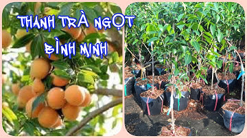 Cây Thanh trà NGỌT Bình Minh Vĩnh Long | 0386569374 - Ngọc Ngân Bến Tre | Chuyên cây độc lạ