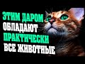 ЭТИМ ДАРОМ ОБЛАДАЮТ ПРАКТИЧЕСКИ ВСЕ ЖИВОТНЫЕ | Абсолютный Ченнелинг