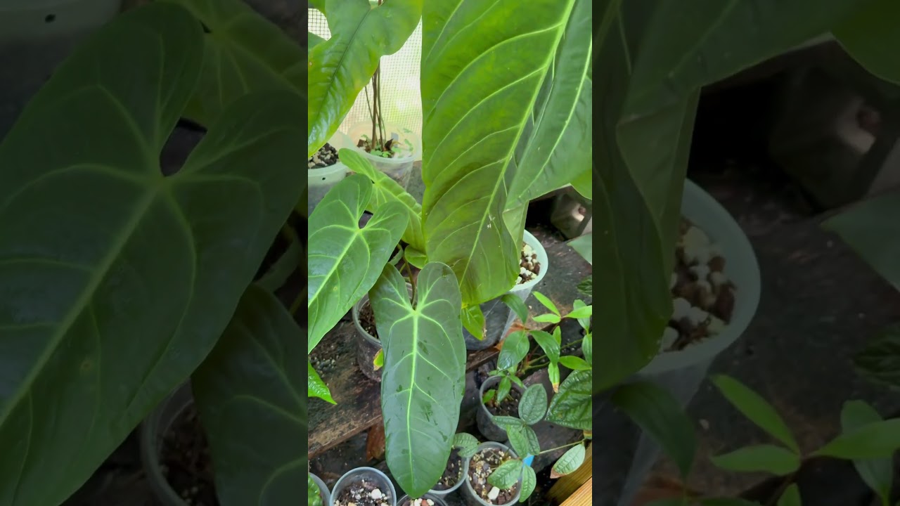 Anthurium Metallicum: Rocking the Peruvian Cloud Forest 🤘🏻