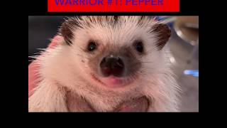 American Hedgehog Warrior: Course 7 - Pepper vs Tuck