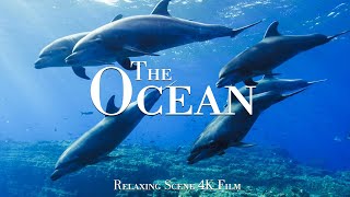 The Ocean 4K - Scenic Wildlife Film With Calming Music