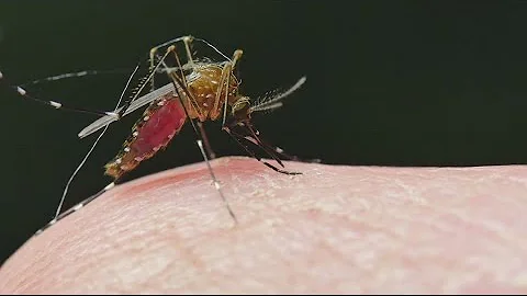 World Mosquito Day | How to protect yourself