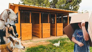 Will they LOVE IT or HATE IT? (finishing the goat barn & bringing in the goats!)