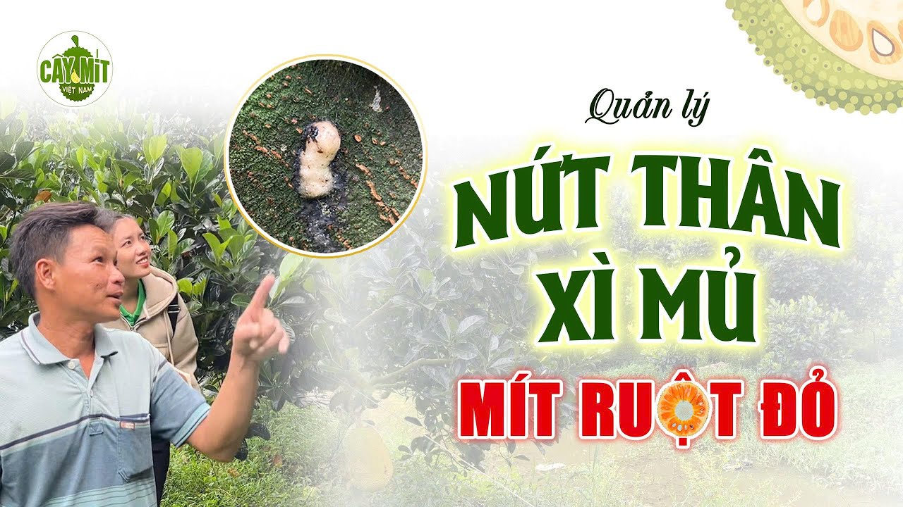 QUẢN LÝ NỨT THÂN XÌ MỦ MÍT RUỘT ĐỎ GIAI ĐOẠN MANG TRÁI #caymitvietnam #kythuattrongmit #caymit