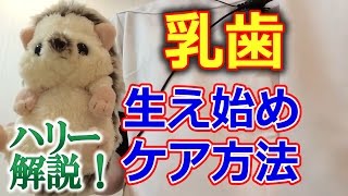 乳歯の生え始めのときのケアって何をすればいいの?【千葉市中央区の歯医者】
