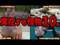 【ヤバすぎｗ】実在するガチの怪物10選