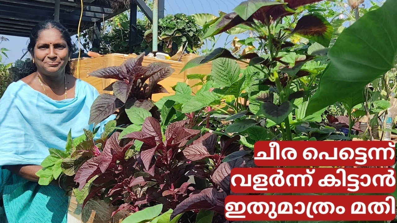 ചീരപെട്ടെന്ന് വളർന്ന് കിട്ടാൻ ഇതുമാത്രം മതി | Complete cheera krishi tips and care | Malayalam