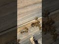 Listen to the Bees