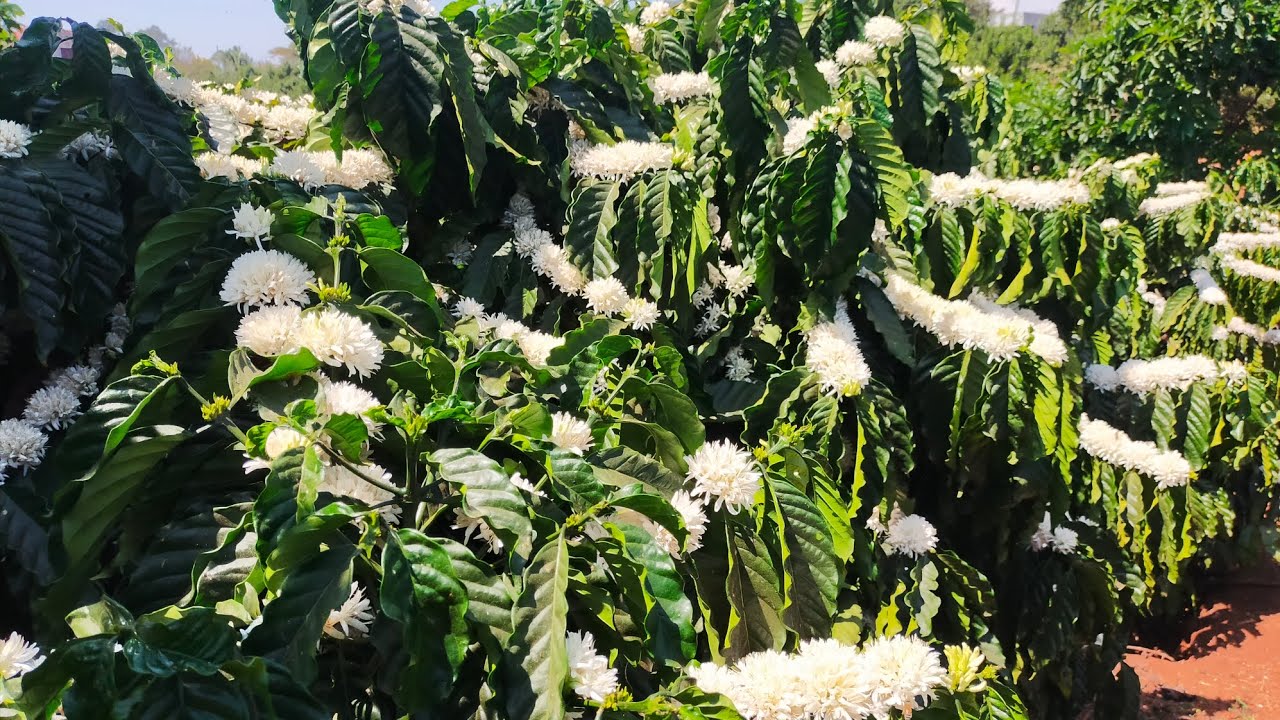 nông dân cần biết về cây cafe có phải làm bông hay không