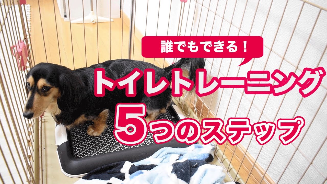 【子犬のしつけ】10日でマスターできるトイレトレーニング〜5つの簡単ステップ〜【ダックスフンド】 YouTube