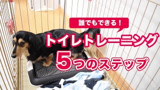 【子犬のしつけ】10日でマスターできるトイレトレーニング〜5つの簡単ステップ〜【ダックスフンド】