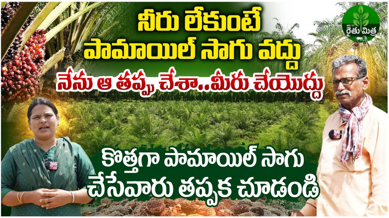 Palm Oil Cultivation In Telangana  | పామాయిల్ లాభమే కానీ..|  Oil Palm Sagu in Telugu | Ryth Mithra