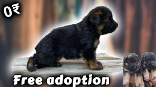 Free German Shepherd puppy | German Shepherd for free adoption (Best Quality) Long coat