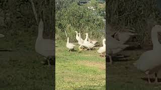 Old bloods sharing a bit of nature on the Coomera River Gold Coast Qld Australia #nature