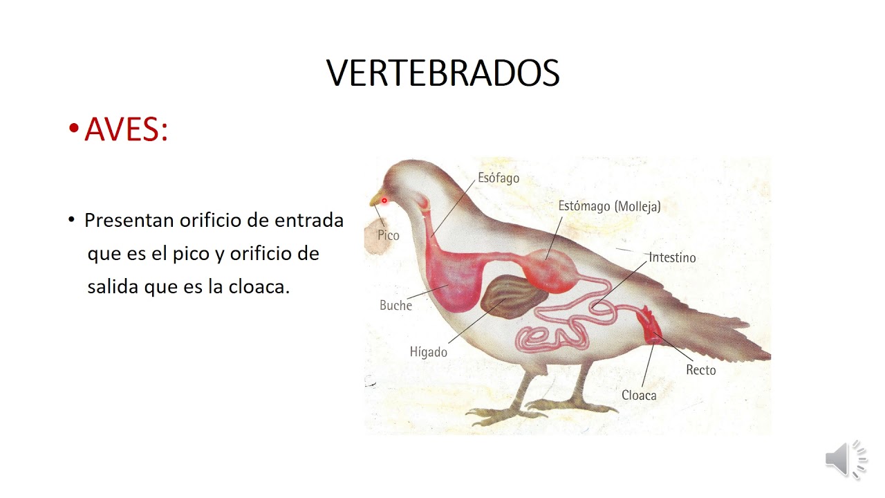 Sistema Digestivo Dos Anfibios EDUBRAINAZ