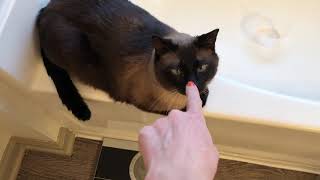 МОЯ МИЛОТА ^..^= СИАМСКИЕ КОШКИ МОЯ МИЛОТА ^..^= СИАМСКИЕ КОШКИ