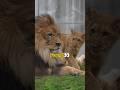 娘に甘いパパ🦁を見破るアル😂|ベガにはデレデレな父アース#shorts
