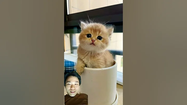 Watch the video about Funny cat 😺💖 #cat #kitten #pets #funny #cute #love #funnymoments #catvideos #lovely #funnyanimals