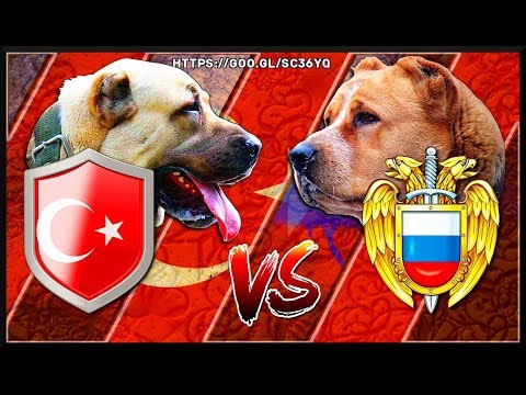 Video: Keski-Aasian Paimen- Tai Alabai-rodun Koirien Ominaisuudet