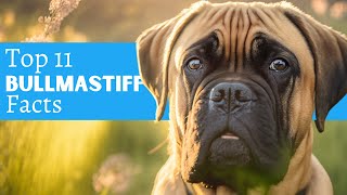 11 Bullmastiff Facts You MUST Know Before You Own One #bullmastiffs #bullmastiffdog